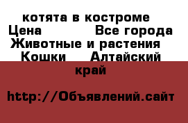 котята в костроме › Цена ­ 2 000 - Все города Животные и растения » Кошки   . Алтайский край